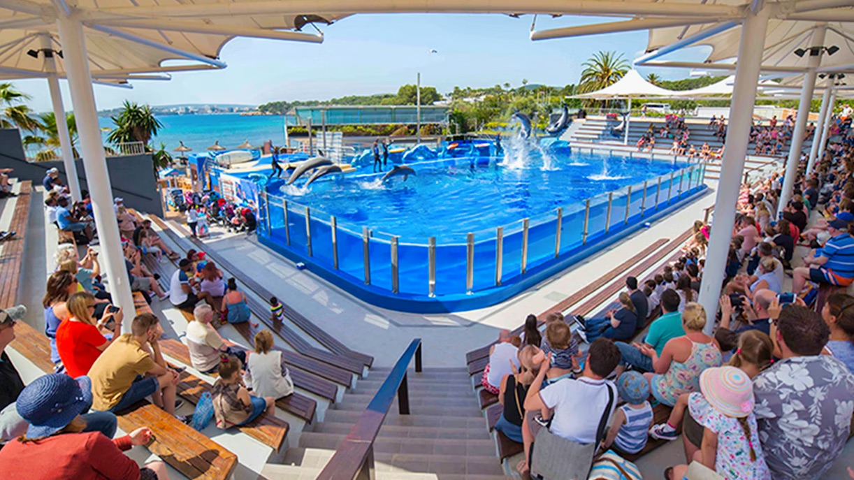 Dolphins leaping above the water at Marineland Mallorca during a family show